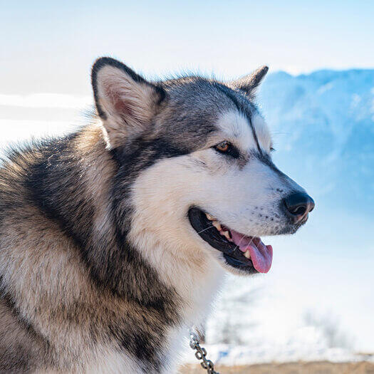 Siberian malamute fashion